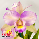 Brassolaeliocattleya Haw Yuan Beauty 'Hong' X Blc. Topaz Sublime