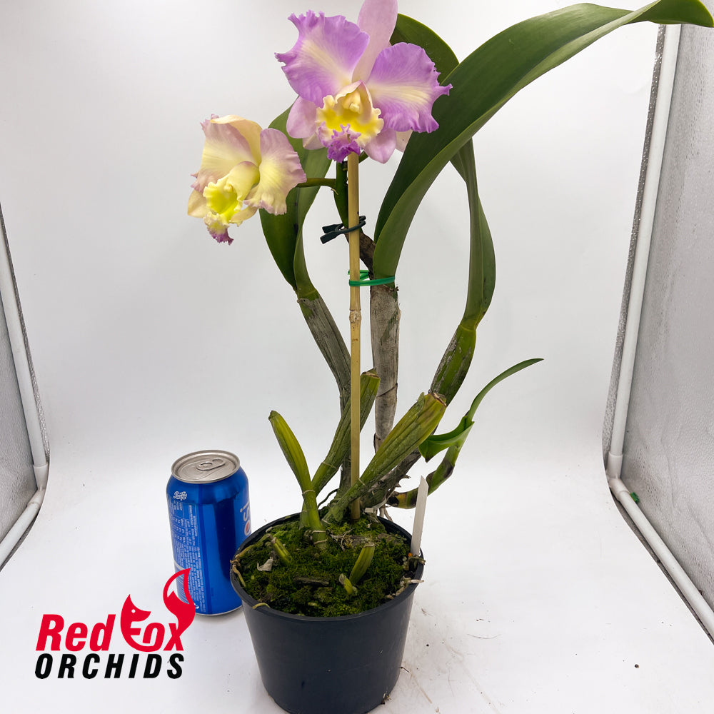 Brassolaeliocattleya Aussie Sunray T'nt x Laeliocattleya Alsaks Pattern 'Cheeky'