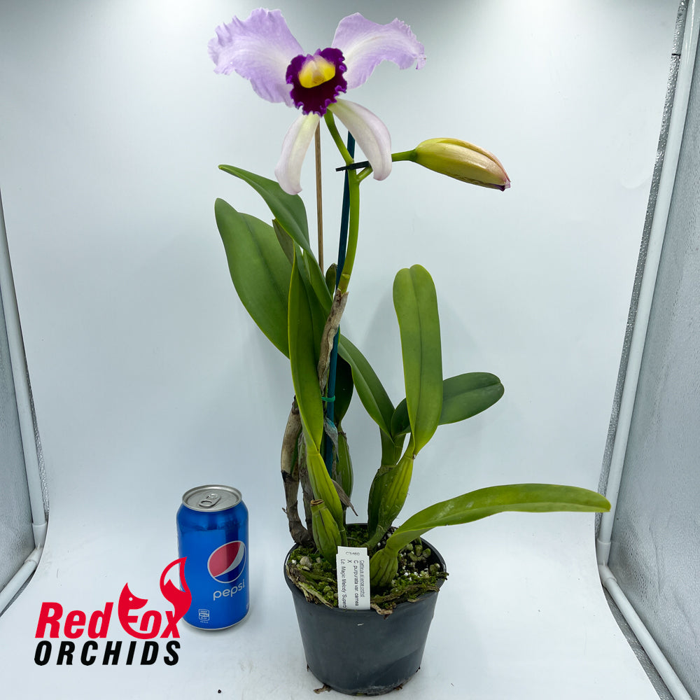 Cattleya purpurata var. carnea X Lc. Magic Melody 'Superb'