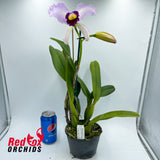 Cattleya purpurata var. carnea X Lc. Magic Melody 'Superb'