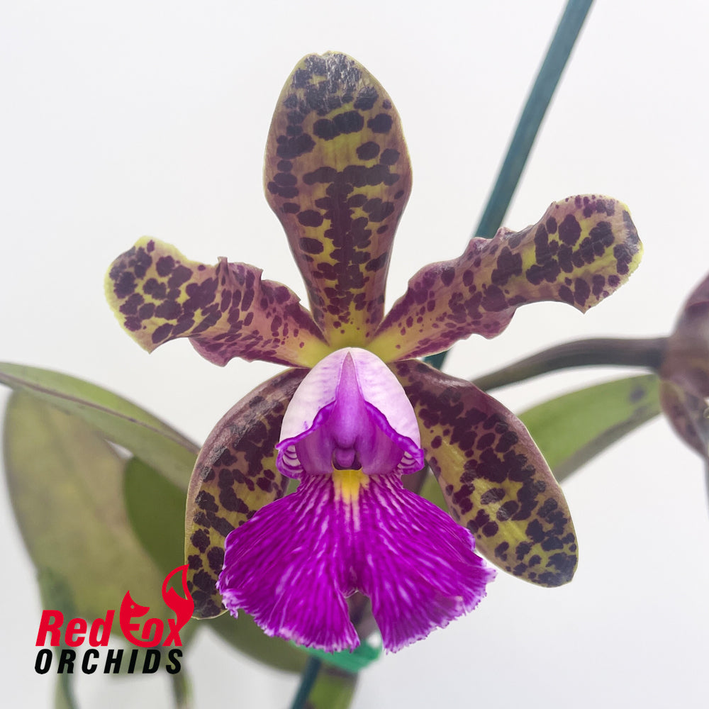 Cattleya Peckhaviensis (4n)