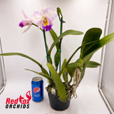 Laeliocattleya Bonanza Queen (4n) X Lc. Liptonii (4n) (H&R)
