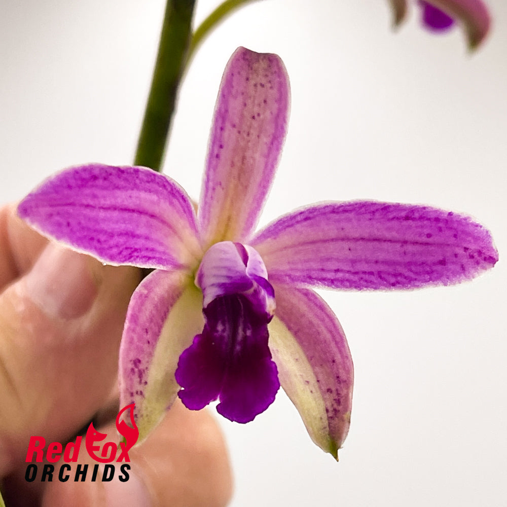 Cattleya crispata X C. tigrina 'Best'