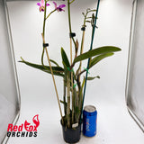 Cattleya crispata X C. tigrina 'Best'