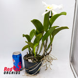 Laeliocattleya Topaz Vivid X C. walkeriana alba (4n)