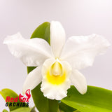 Laeliocattleya Topaz Vivid X C. walkeriana alba (4n)