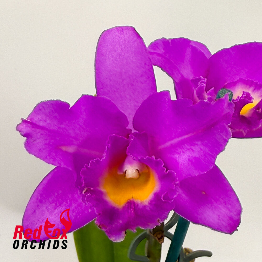 Laeliocattleya Angel Heart X Blc. (Burdekin Delight X Narooma) 'Hot Mauve'