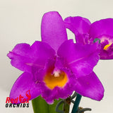 Laeliocattleya Angel Heart X Blc. (Burdekin Delight X Narooma) 'Hot Mauve'