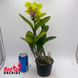 Brassolaeliocattleya Topaz Sublime X Blc. Karen's Sunrise