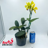 Sophrolaeliocattleya Jungle Hotspot X Blc. Topaz Sublime