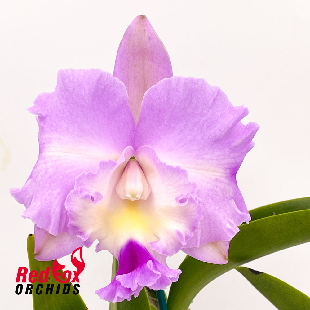 Laeliocattleya Angel Heart X Blc. Burdekin Dream 'Southern Frost'