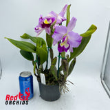 Laeliocattleya Stephen Oliver Fouraker X Lc. Alsaks Pattern 'Cheeky'