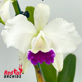 Laeliocattleya Stephen Oliver Fouraker X Blc. Topaz Music