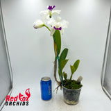 Laeliocattleya Stephen Oliver Fouraker X Blc. Topaz Music