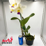Laeliocattleya Joanna Rose