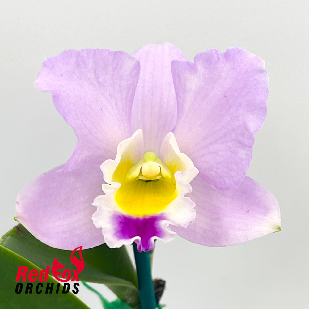 Laeliocattleya (Mini Purple X C. Monte Elegante) 'Good Tall Splash' X Slc. Horace's Star