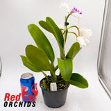 Rhyncholaeliocattleya Deception Peak x Cattlianthe Alsaks Pattern 'Cheeky'