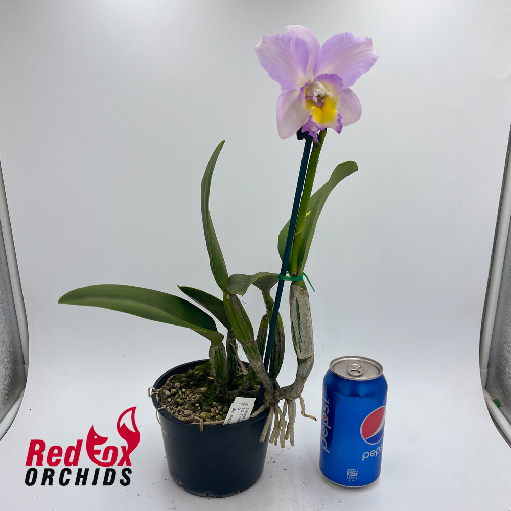 Laeliocattleya Orchidom Pink Puff x Brassolaeliocattleya Mismo
