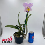Laeliocattleya Orchidom Pink Puff x Brassolaeliocattleya Mismo