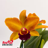 Cattlianthe Susan Holcombe 'Yellow & Red' x Rhyncholaeliocattleya Deception Peak
