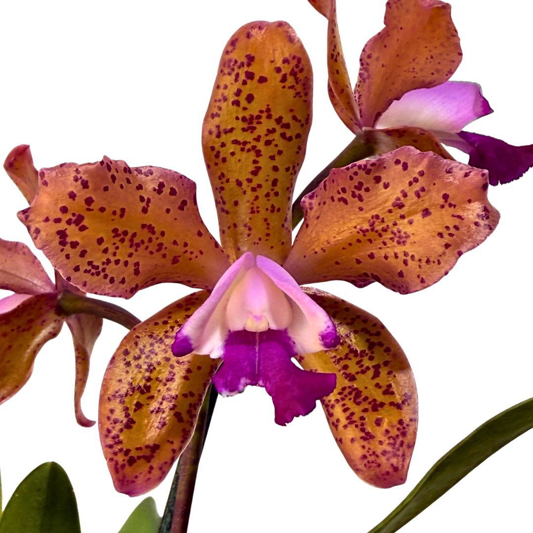 Cattleya Caudebec 'Carmela' X C. Deception Drop (4n) 'Red'
