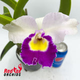 Brassolaeliocattleya Liu's Joyance 'Yung Tien #3' X Blc. Chinese Beauty 'Phoenix'