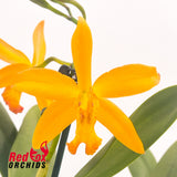 Brassolaeliocattleya Volcano Prince
