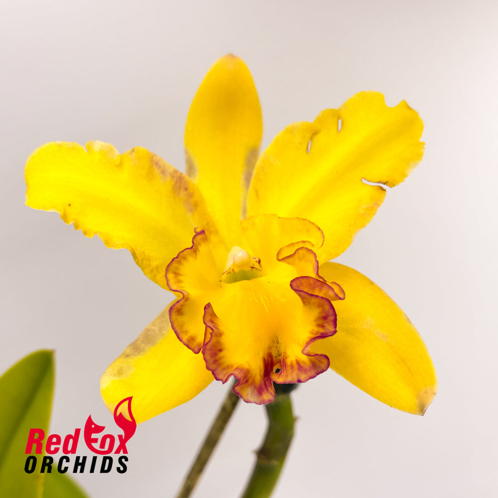 Brassolaeliocattleya Love Sound X Pot. Shin Shiang Diamond 'Orchis'