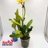 Brassolaeliocattleya Love Sound X Pot. Shin Shiang Diamond 'Orchis'