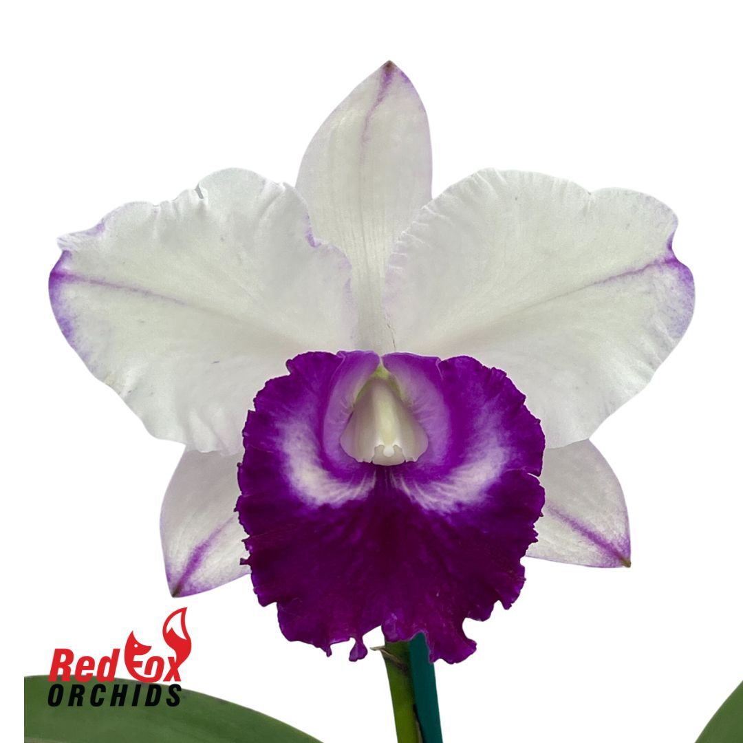 Rhyncholaeliocattleya Chief Journey 'First Choice'
