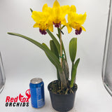 Brassolaeliocattleya Love Sound 'Dogashima' x Dal's Grace 'Shot Pink'