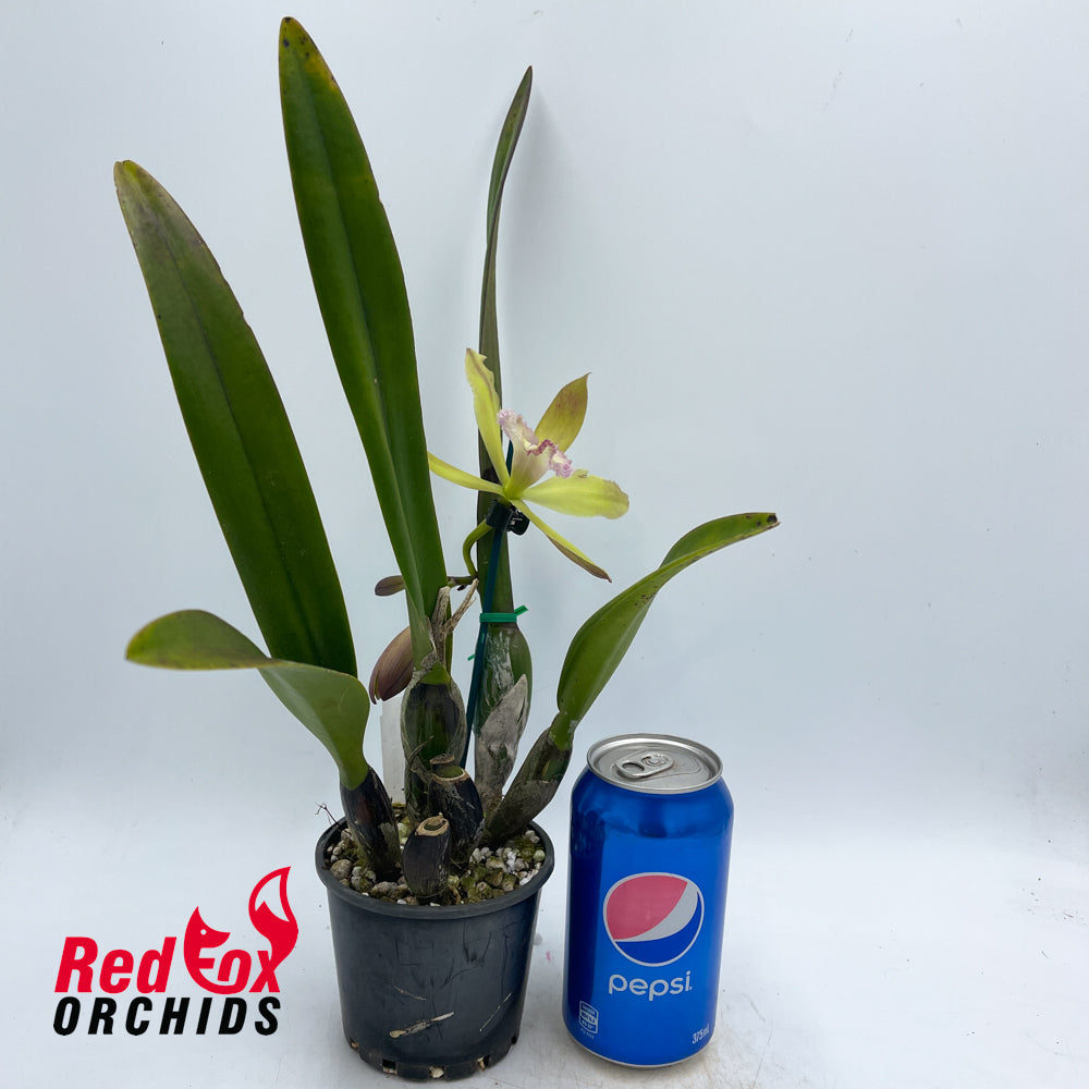 Epicattleya Envy 'Green Wit' X Rl. digbyana var. fimbriopetala