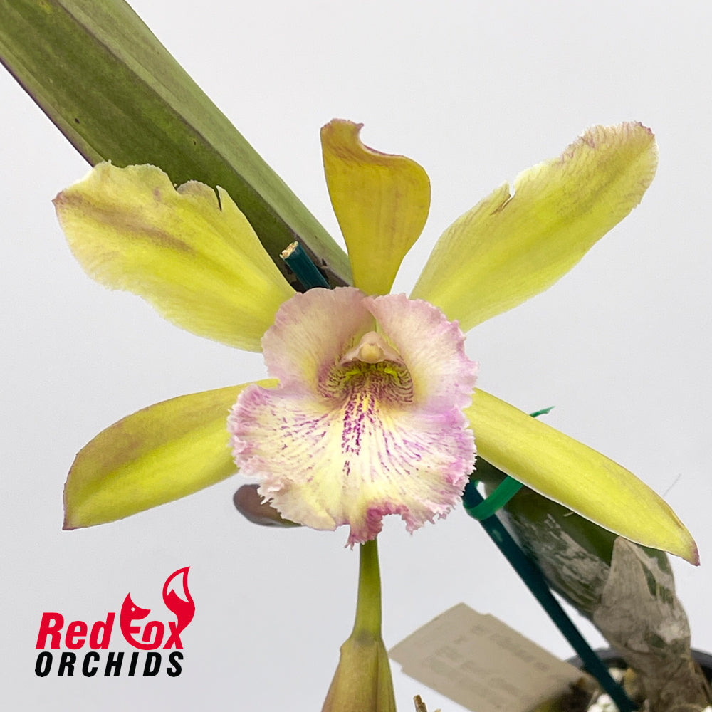 Epicattleya Envy 'Green Wit' X Rl. digbyana var. fimbriopetala