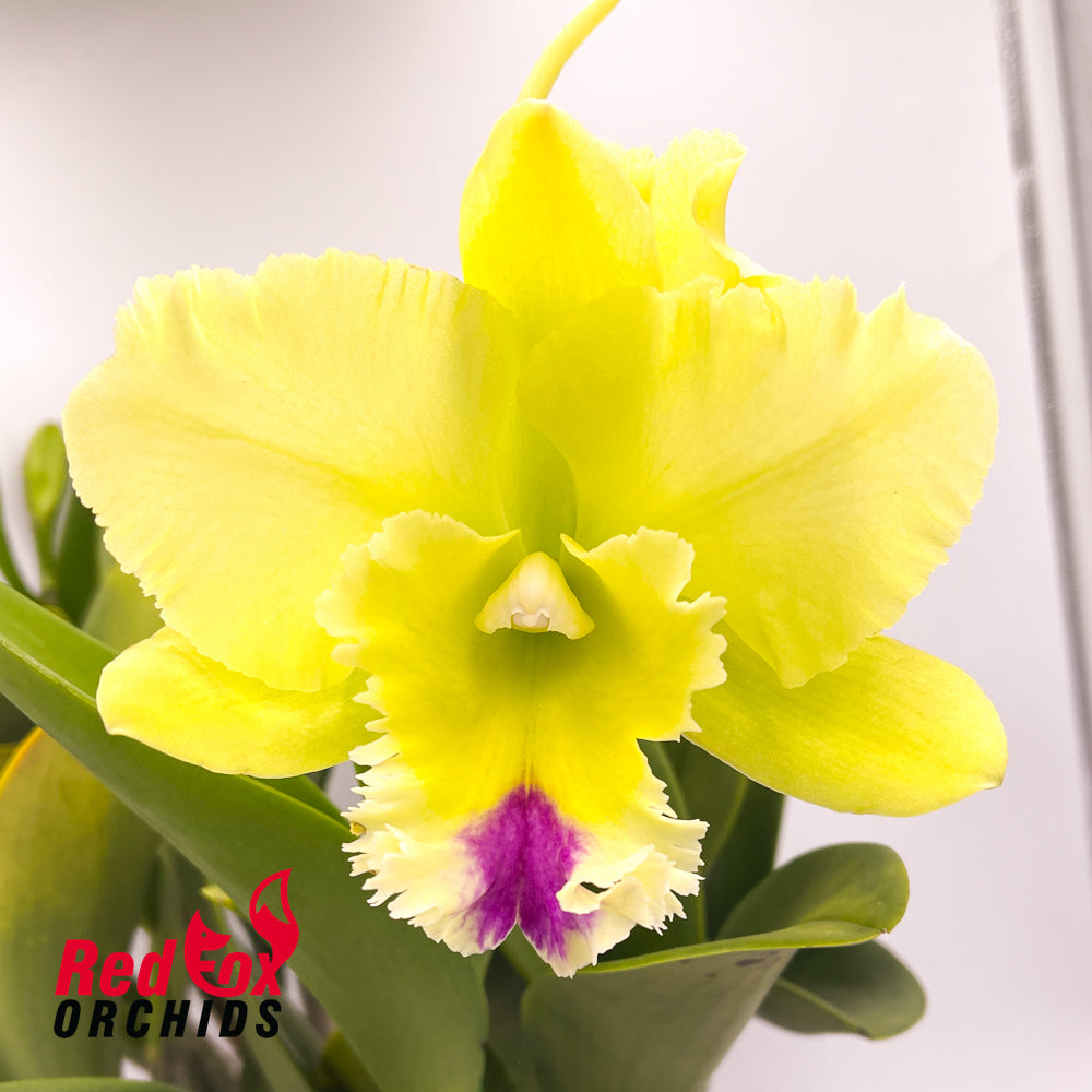 Brassolaeliocattleya Magic Meadow