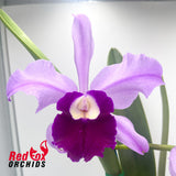 Cattleya purpurata semi-alba Blue Purple (Eric) X Lc. Memoria Robert Strait 'Islander Delight'