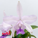 Cattleya Betsy's Azure Sea (4n) 'Carriage' x intermedia (4n) Blue