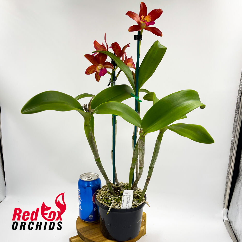 Cattleya Chocolate Drop 'Garcia' (4n) X Slc. Jungle Hotspot