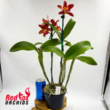 Cattleya Chocolate Drop 'Garcia' (4n) X Slc. Jungle Hotspot