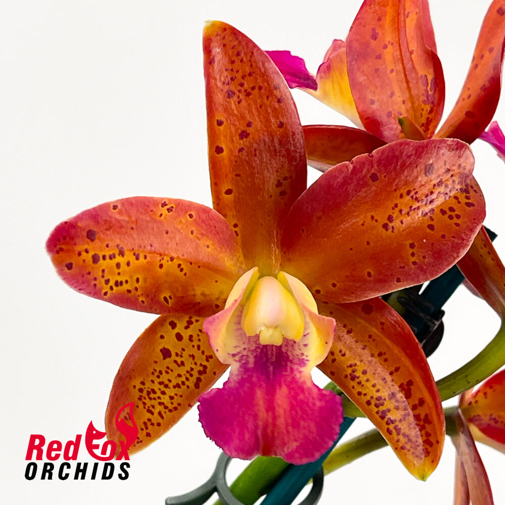Cattleya Chocolate Drop 'Garcia' (4n) X Slc. Jungle Hotspot