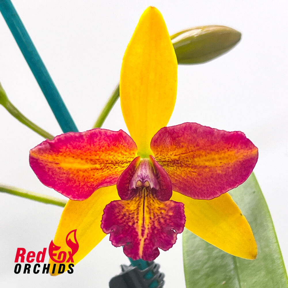 Potinara Little Magician X Blc. Topaz Love