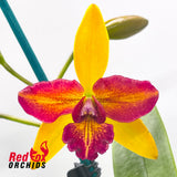 Potinara Little Magician X Blc. Topaz Love