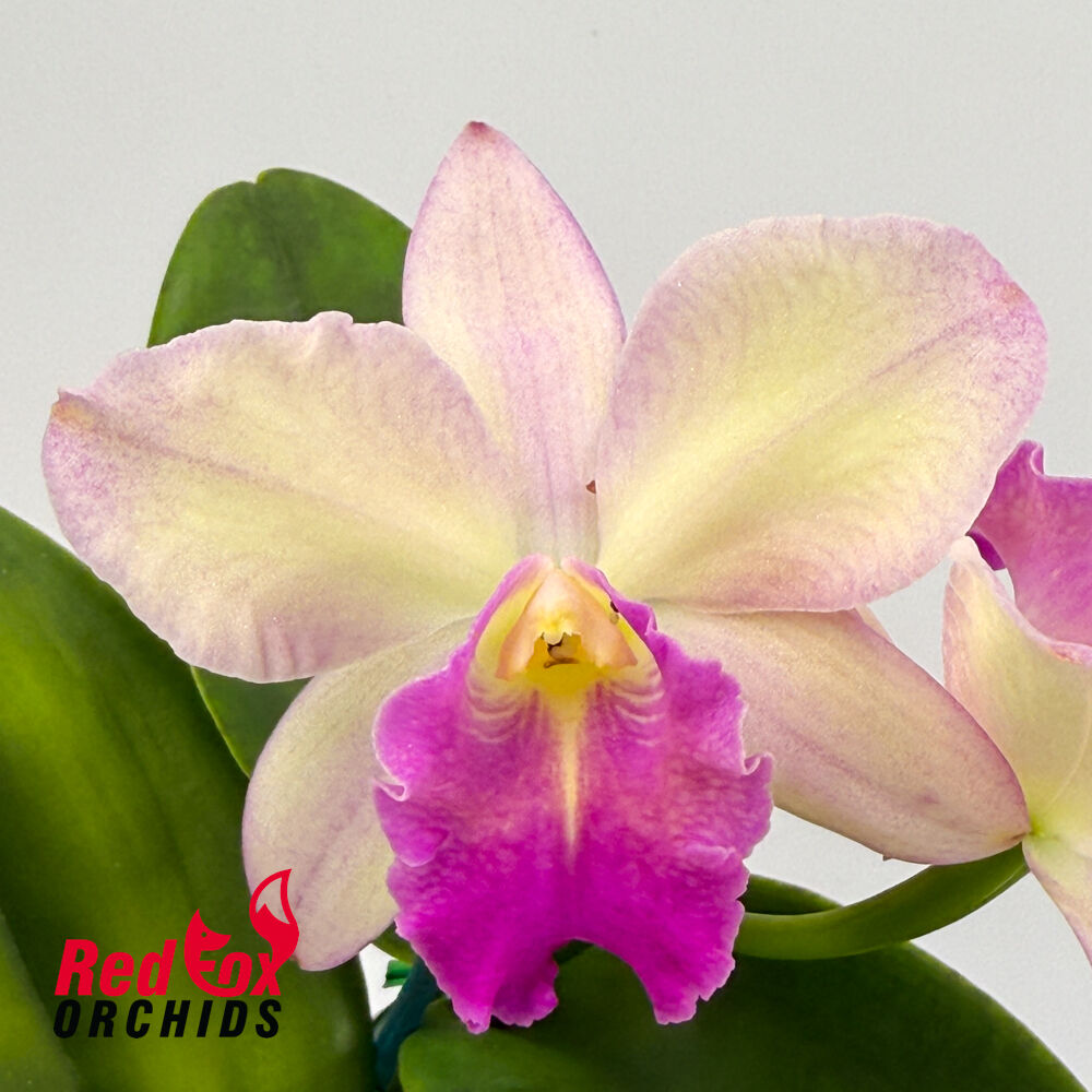 Brassolaeliocattleya Topaz Sublime X Pot. Coral Gold 'Pacific Rainbow'