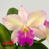 Brassolaeliocattleya Topaz Sublime X Pot. Coral Gold 'Pacific Rainbow'