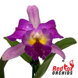 Laeliocattleya Mari's Song X Blc. Great Hero 'Lea'