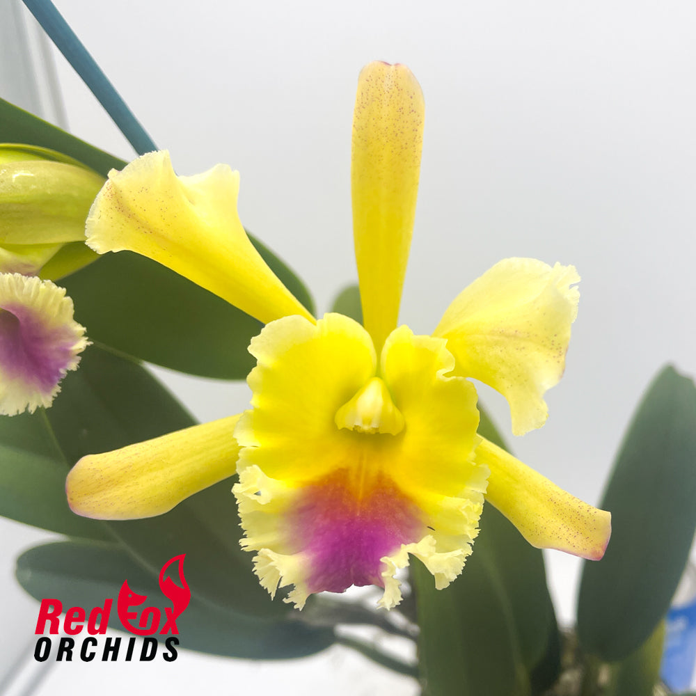 Laeliocattleya (Bhimayothin X Red Empress) 'Burdekin' X Rl. digbyana v. fimbriopetala