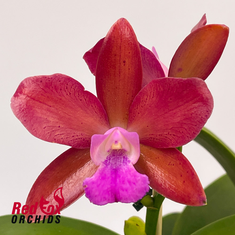 Brassolaeliocattleya Taiwan Queen 'Monkey King' x California Girl