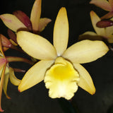 Cahuzacara Sherbet 'Topaz'