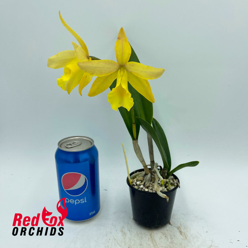 Cahuzacara Sherbet 'Topaz'