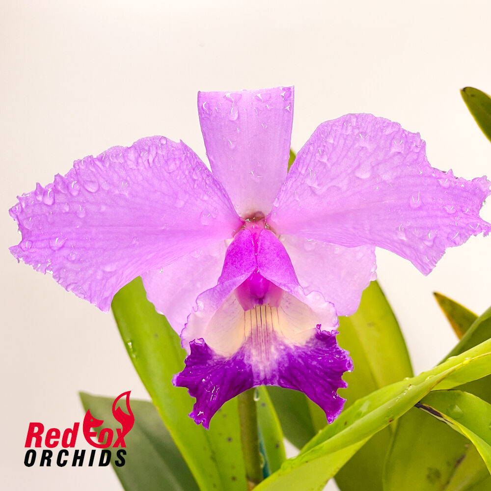 Cattleya Betsy's Azure Sea (4n) X C. purpurata semi-alba coerulea
