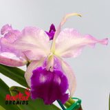 Cattleya tenebrosa x Brassolaeliocattleya Glenn Maidment 'Southern Cross'